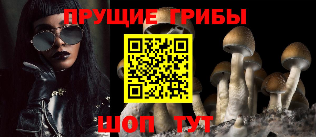 Галлюциногенные грибы Psilocybine cubensis Можайск